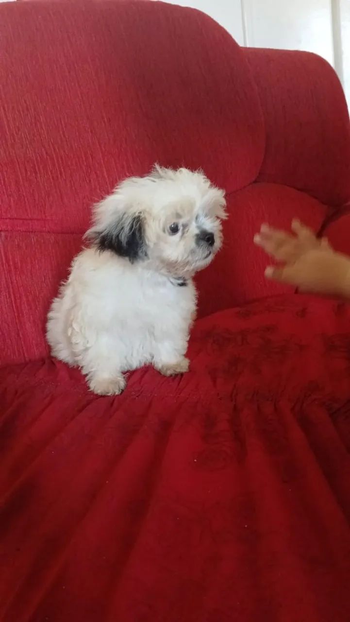 Cachorro  - Foto 4