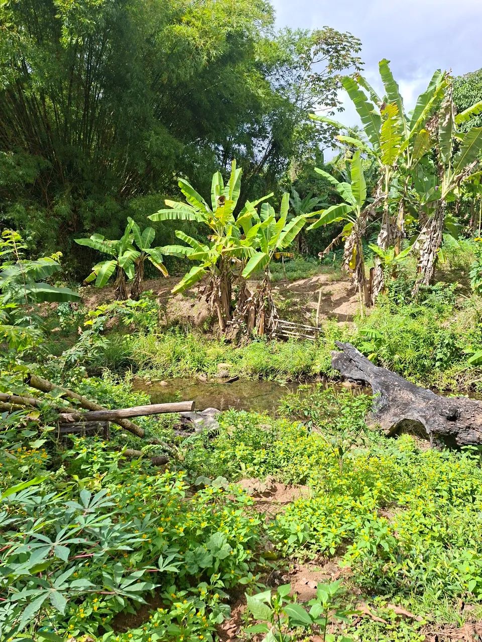 SITIO NO PACOTI - Foto 5