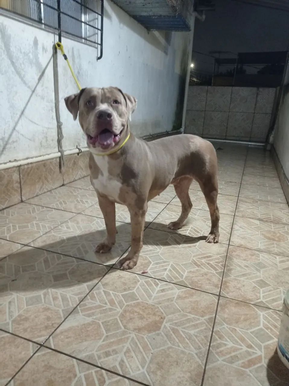 Pitmonster  - Foto 3