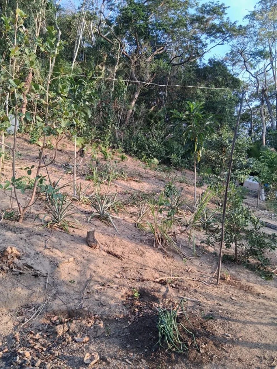Oportunidade!!! Terreno 1200 m2 - Foto 3