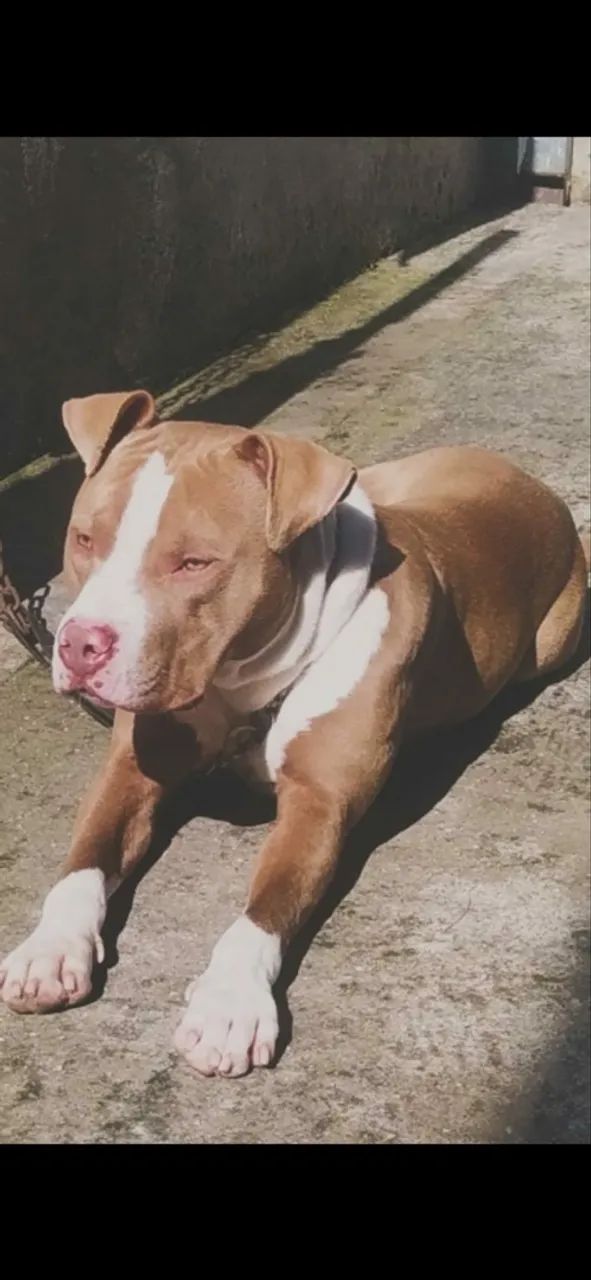Doa-se Pitbull com 1 ano dócil super bem cuidado  - Foto 2