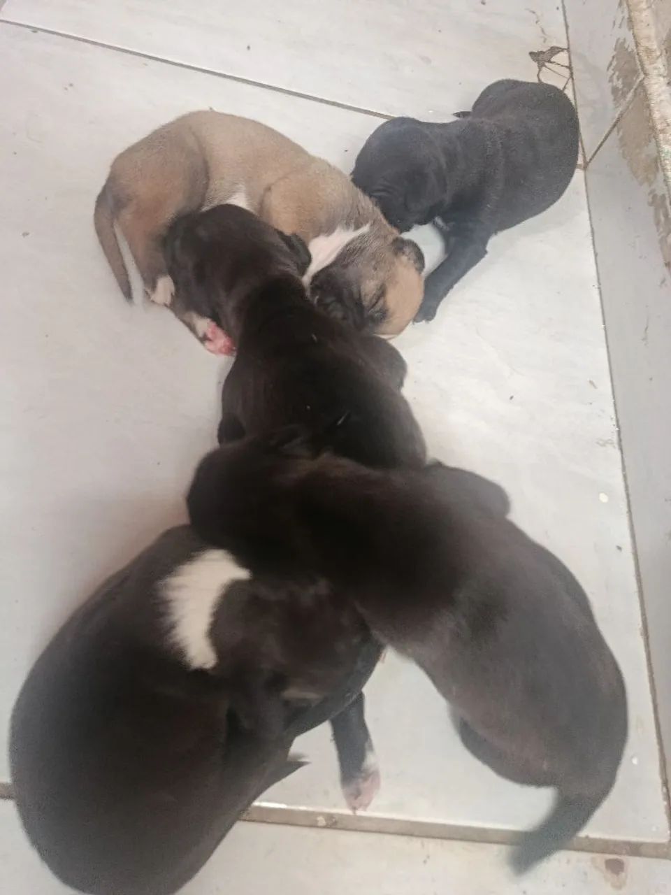 Pitbull  - Foto 4
