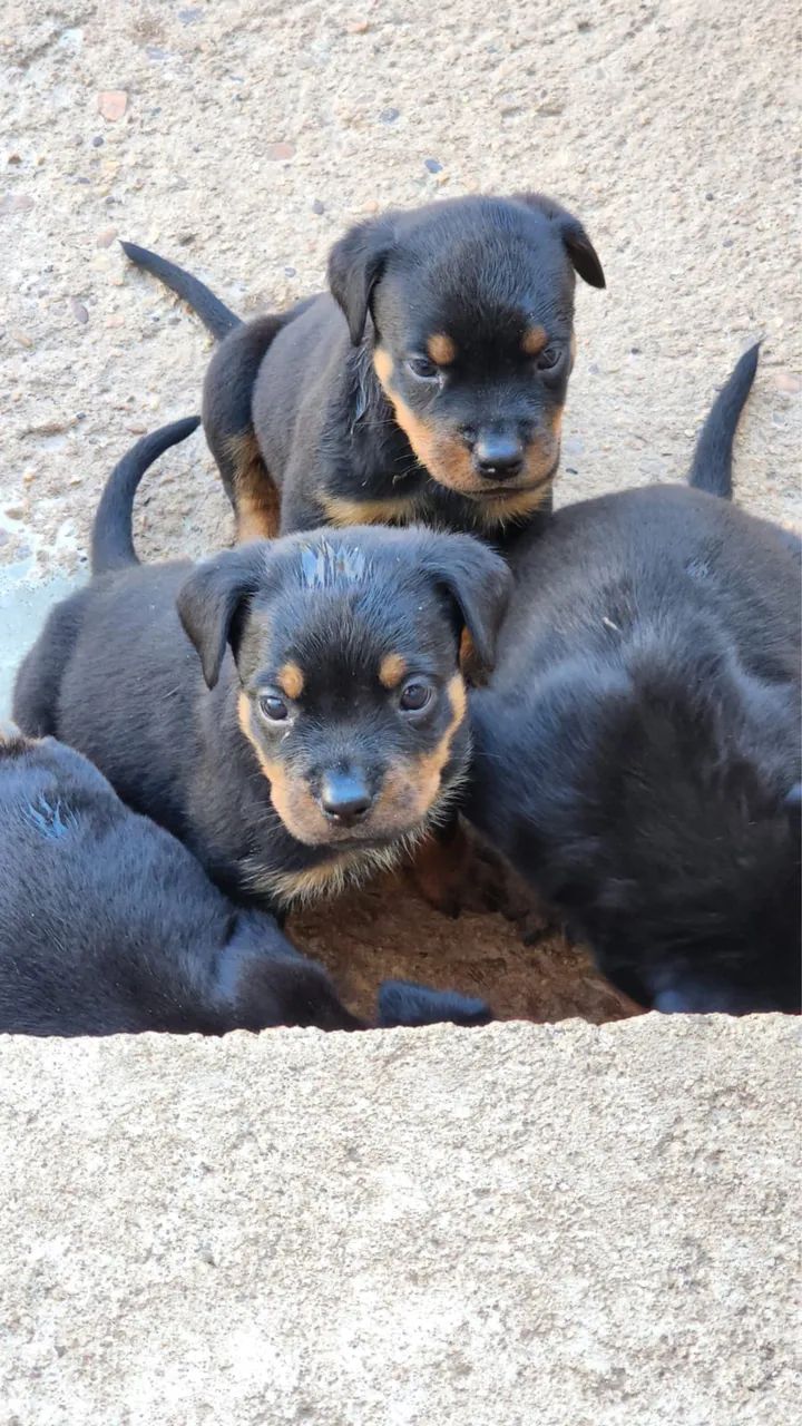 Filhotes Rottweiler 