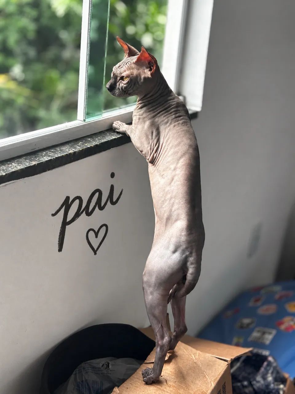 Gato Sphynx  - Foto 5