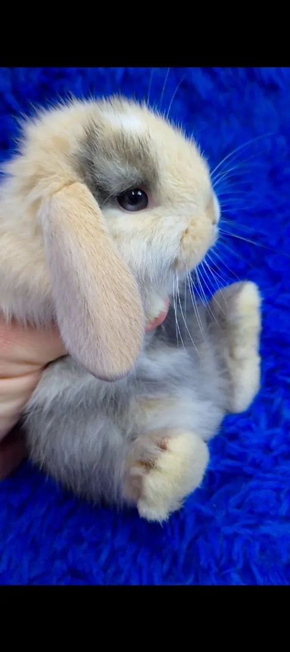 Lindos Mini coelhos e coelhos anões  - Foto 2