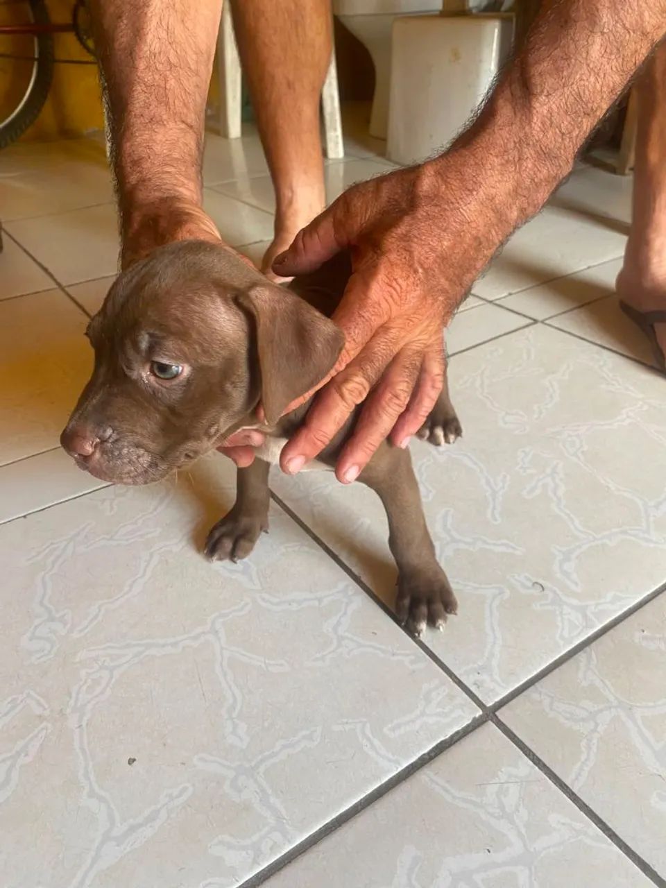 Cachorro Pitbull - Foto 3