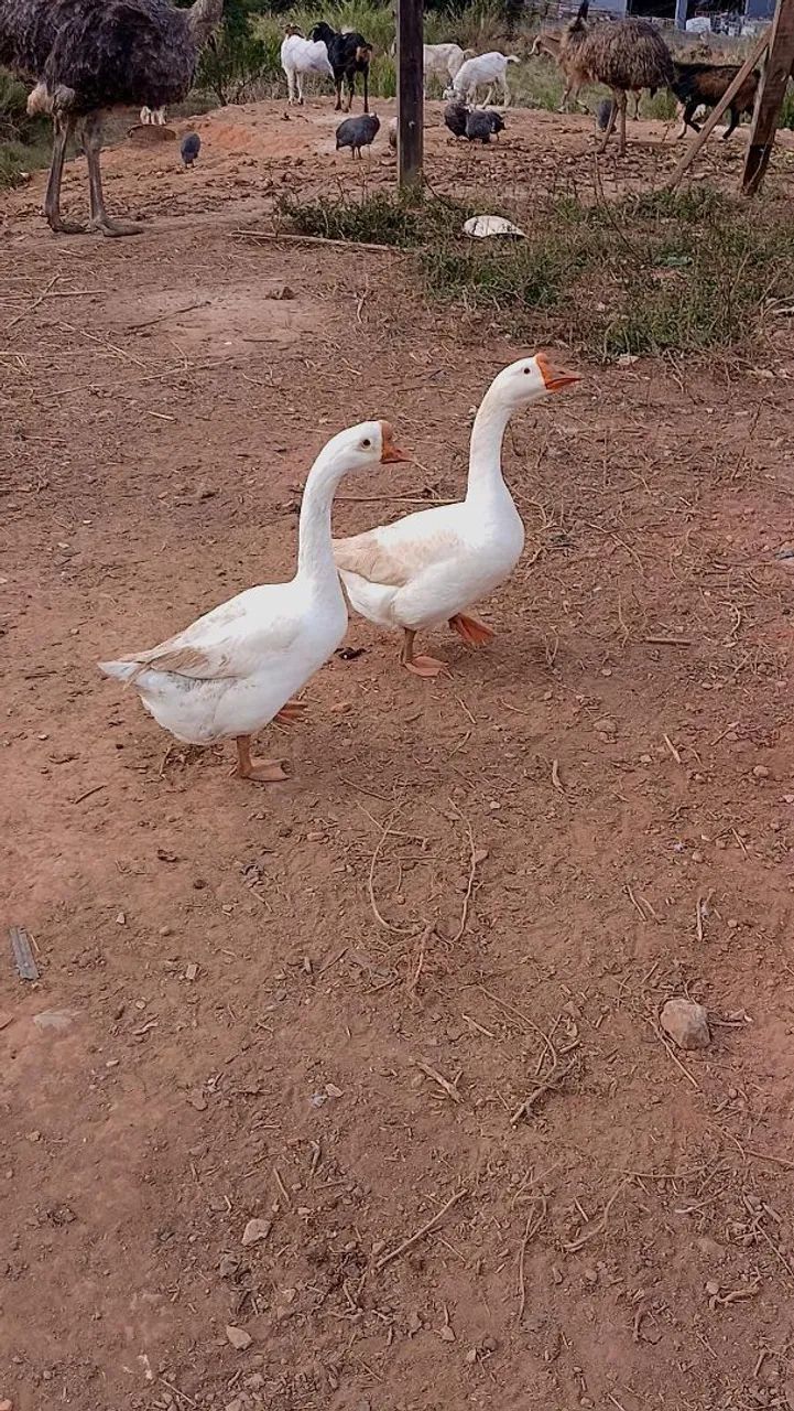 Ganso sinaleiro  - Foto 4