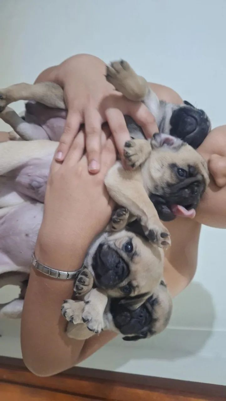 Filhotes de pug