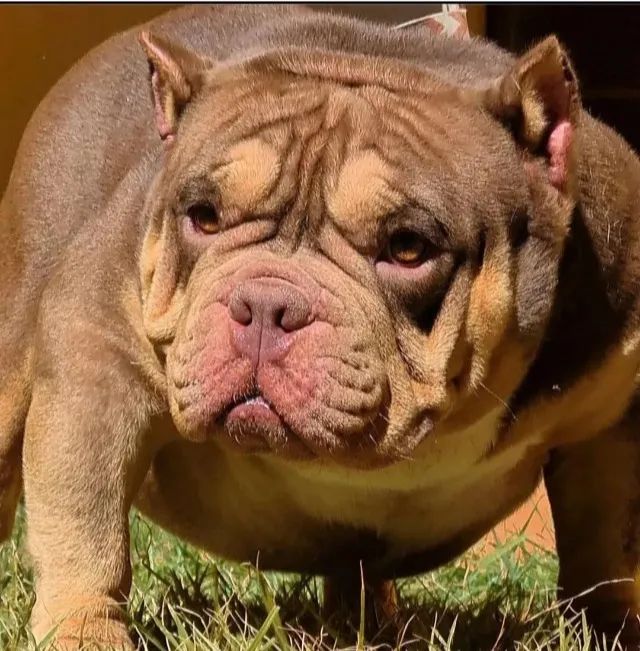 American Bully  /  Exotic Bully  Macho Adulto Disponível  - Foto 2