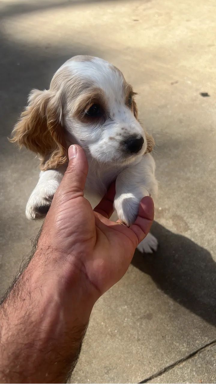 Coker spaniel