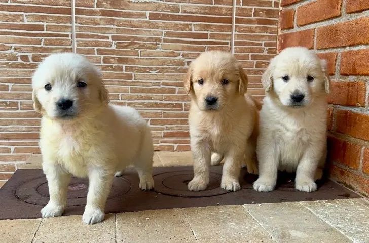 Cachorros - Foto 5