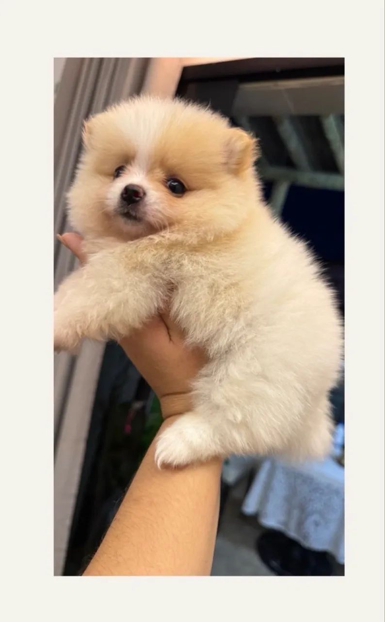 Lulu da pomerania  - Foto 2