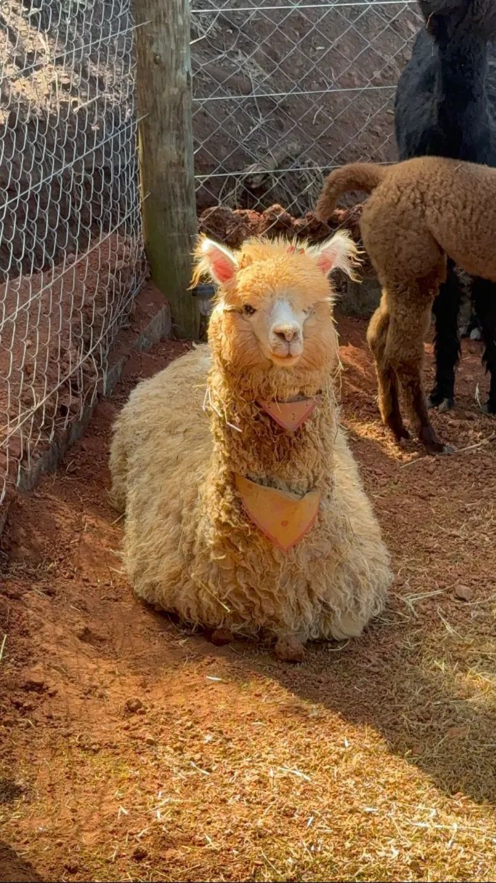 Alpacas - Foto 6