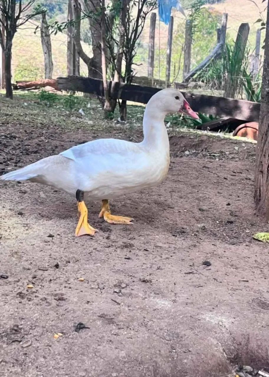 Patos 