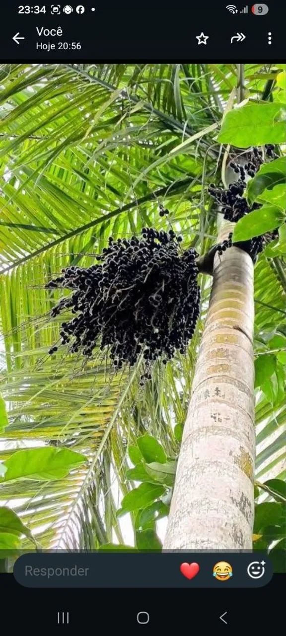 Jucara e buriti natural 20,00 - Foto 3