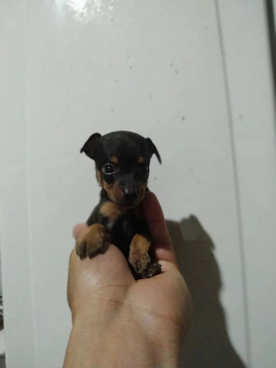 Pinscher 0 - Foto 2