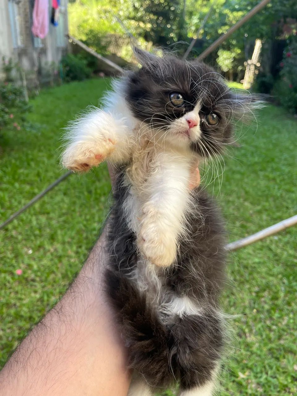 Persa femia  - Foto 3