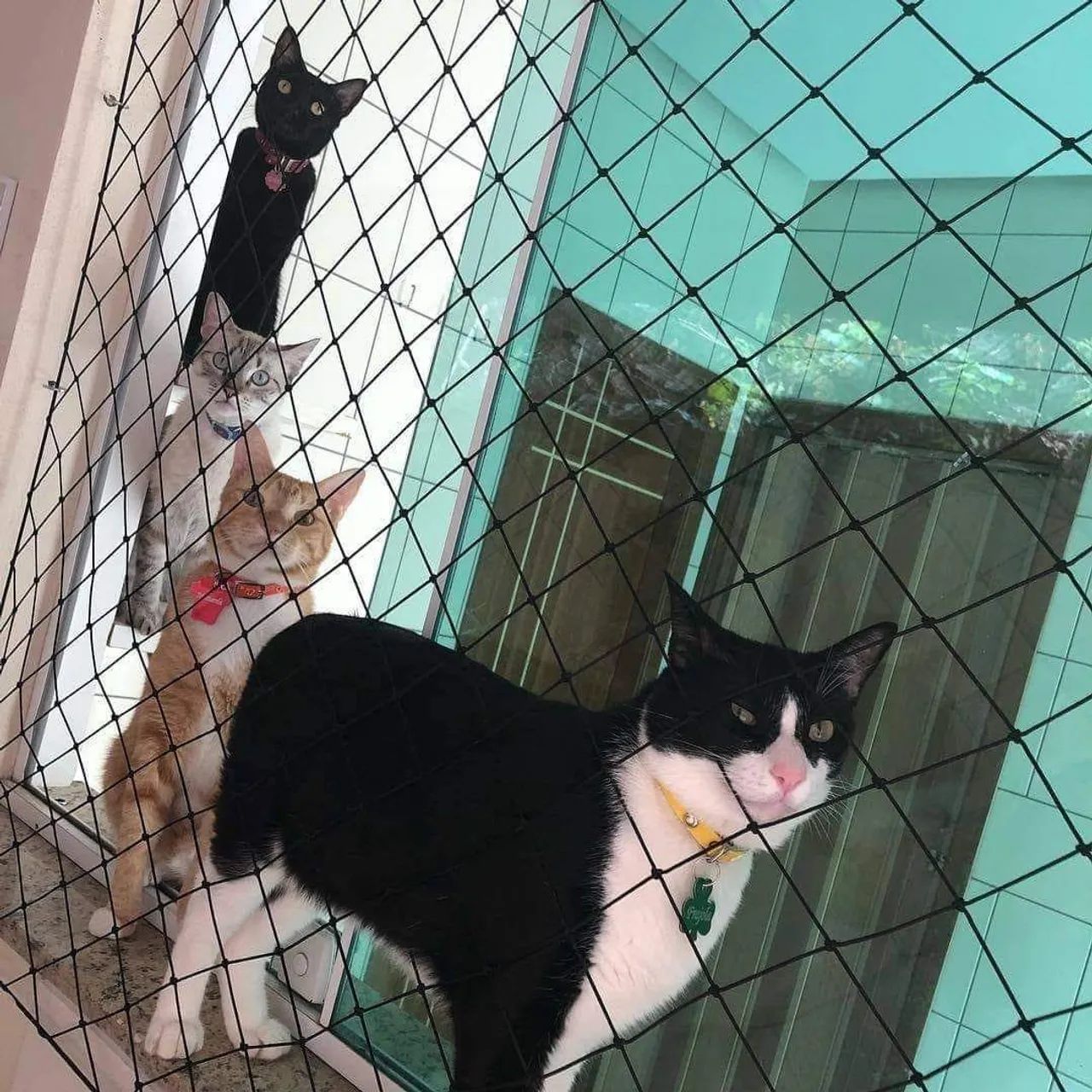 Telas de Proteção  - Foto 4