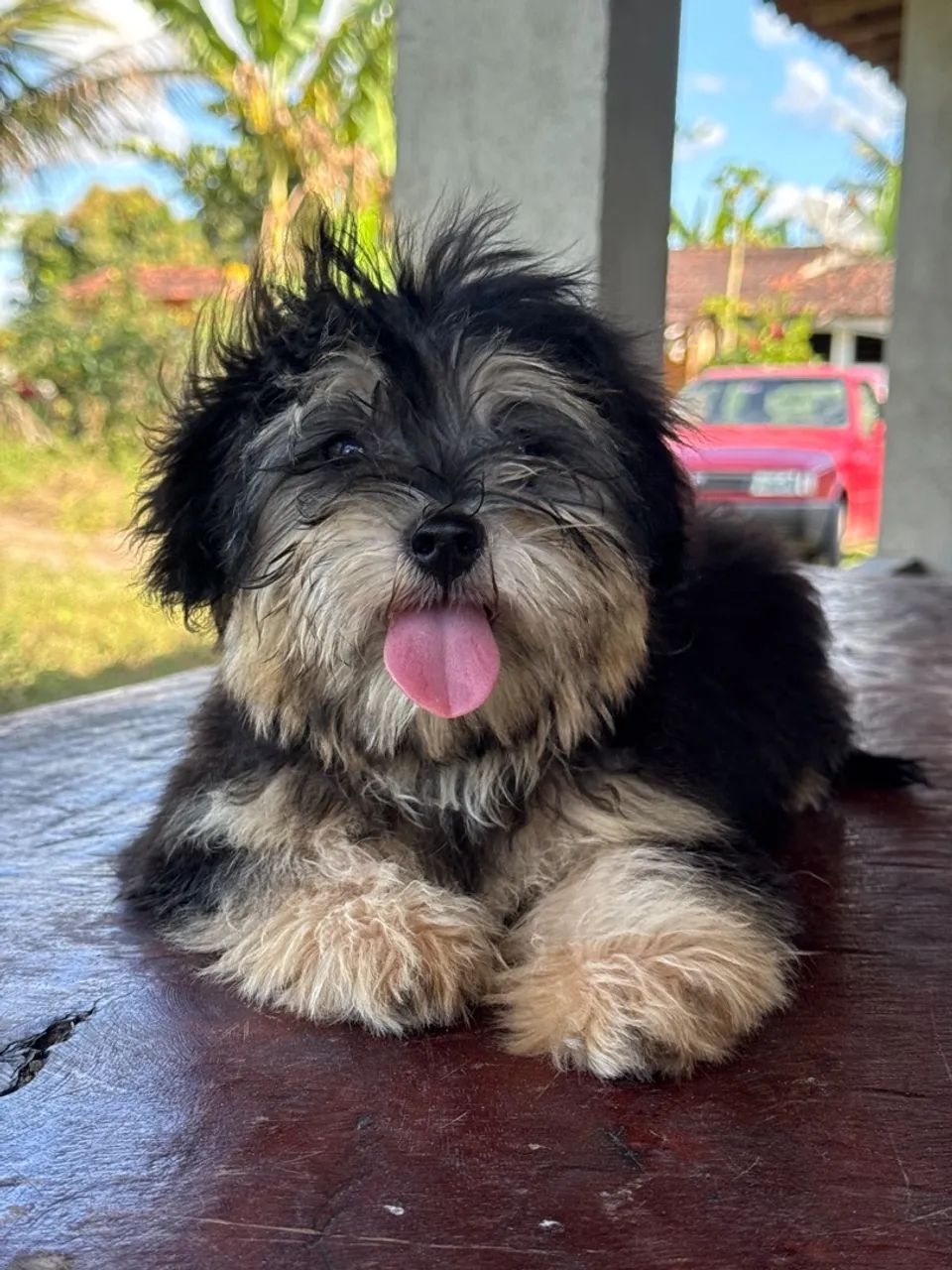 Lindos lhasa Apso