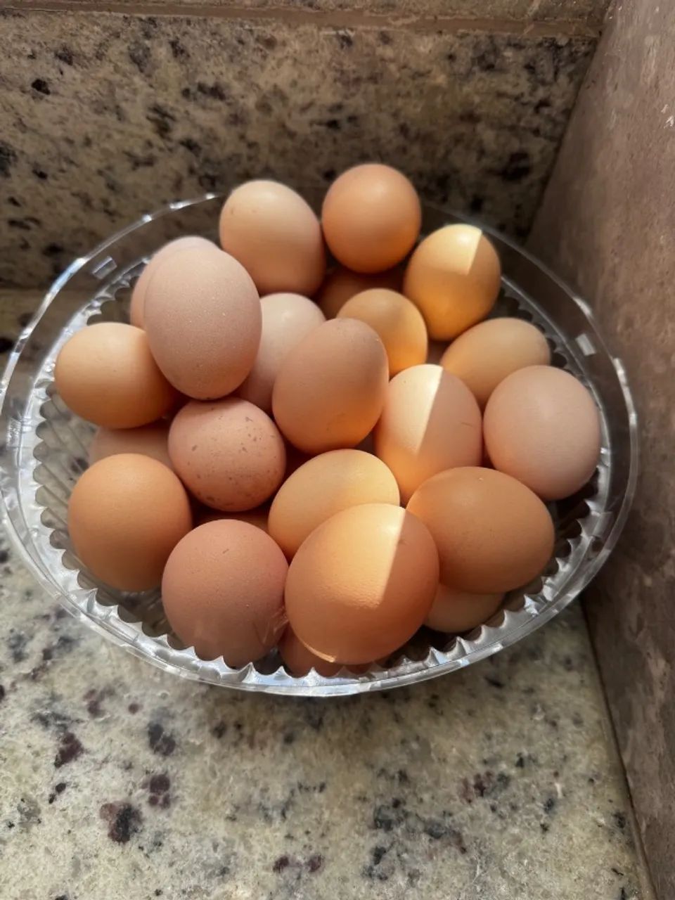 Ovos de galinha Brahma  - Foto 3