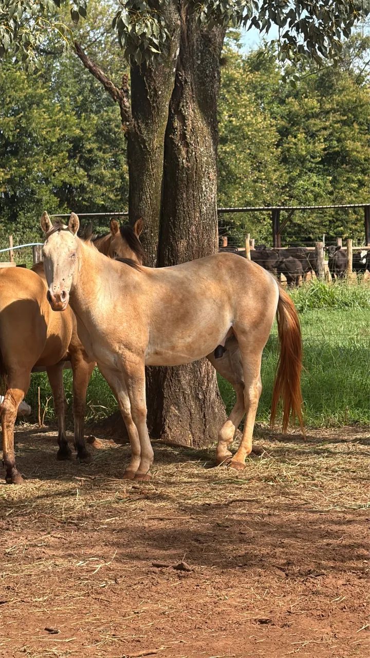 Cavalo Quarto de Milha Castrado - Foto 5