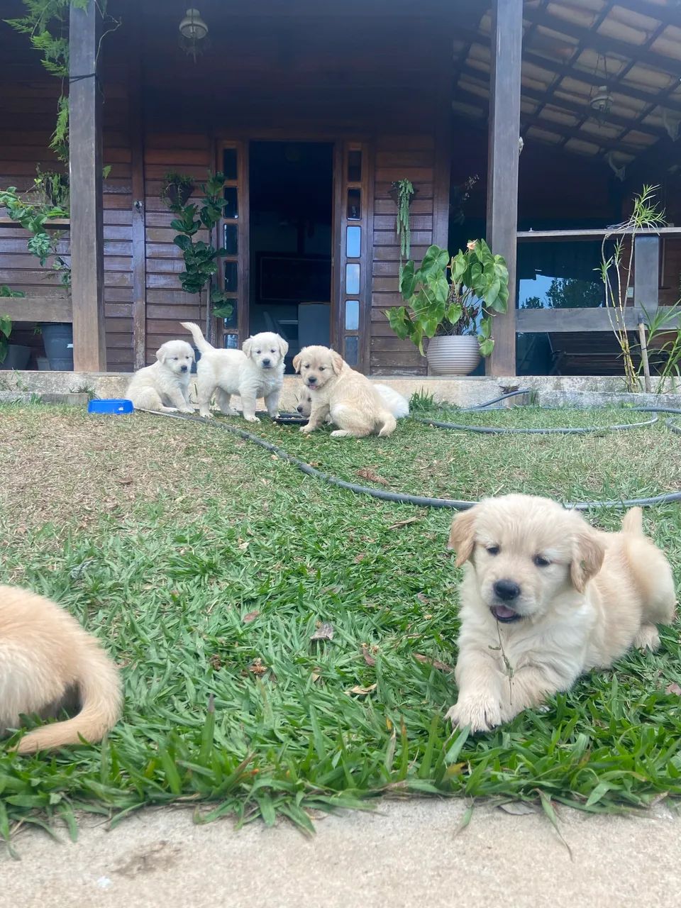 Golden retriever  - Foto 2