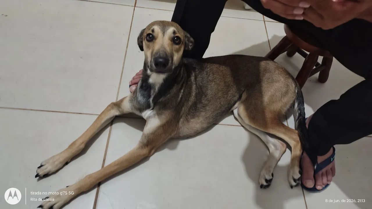 Cachorro para doação  - Foto 4