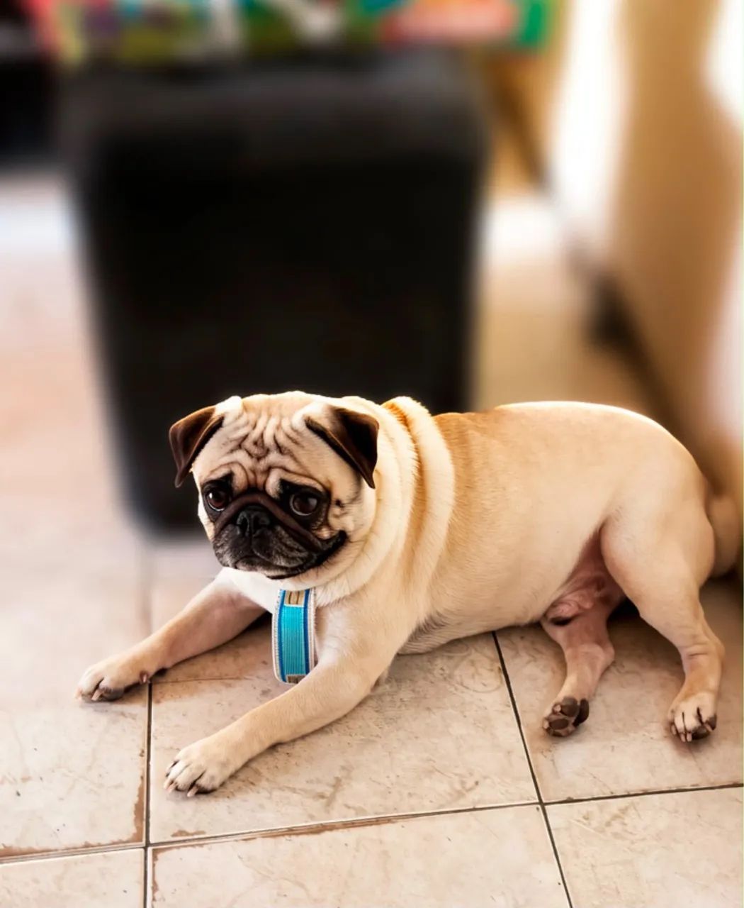 Pug procura-se namorada