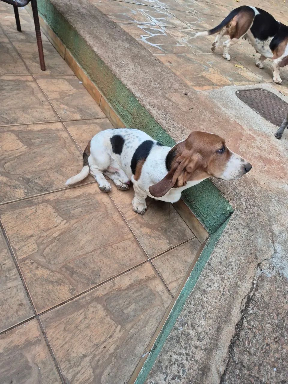 Basset Hound macho com 9 meses - Foto 5