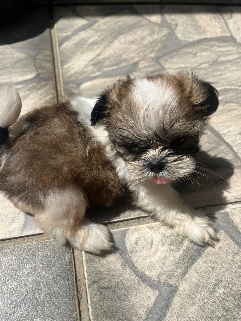 Cachorro  - Foto 2