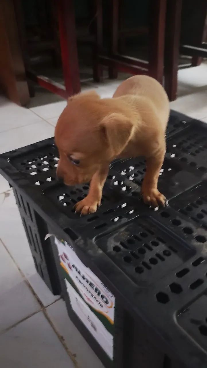 Cachorro Pinscher 0 - Foto 2