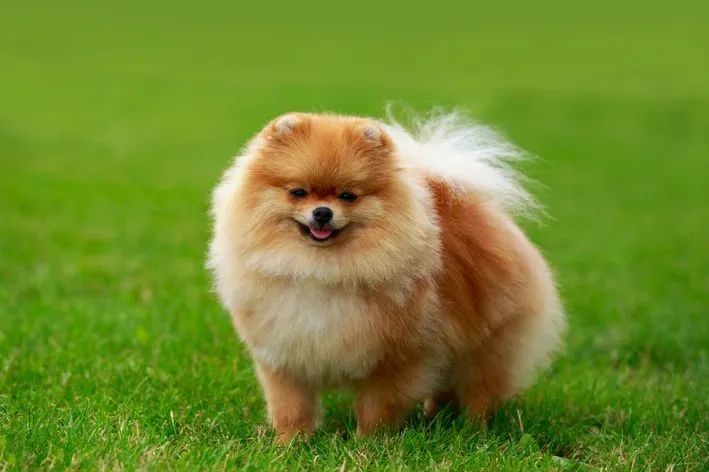 Doação de cachorros - Foto 2