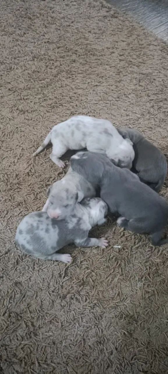 Filhotes pitmonter  - Foto 2