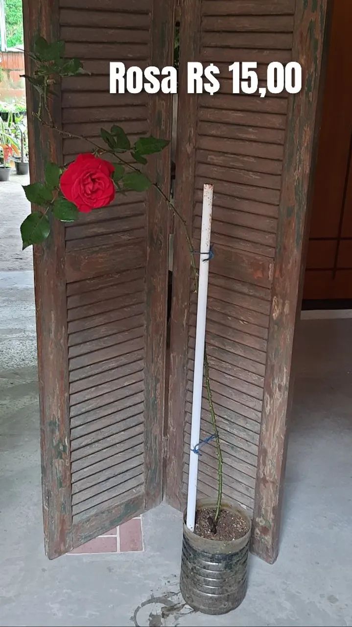 Muda de rosa 