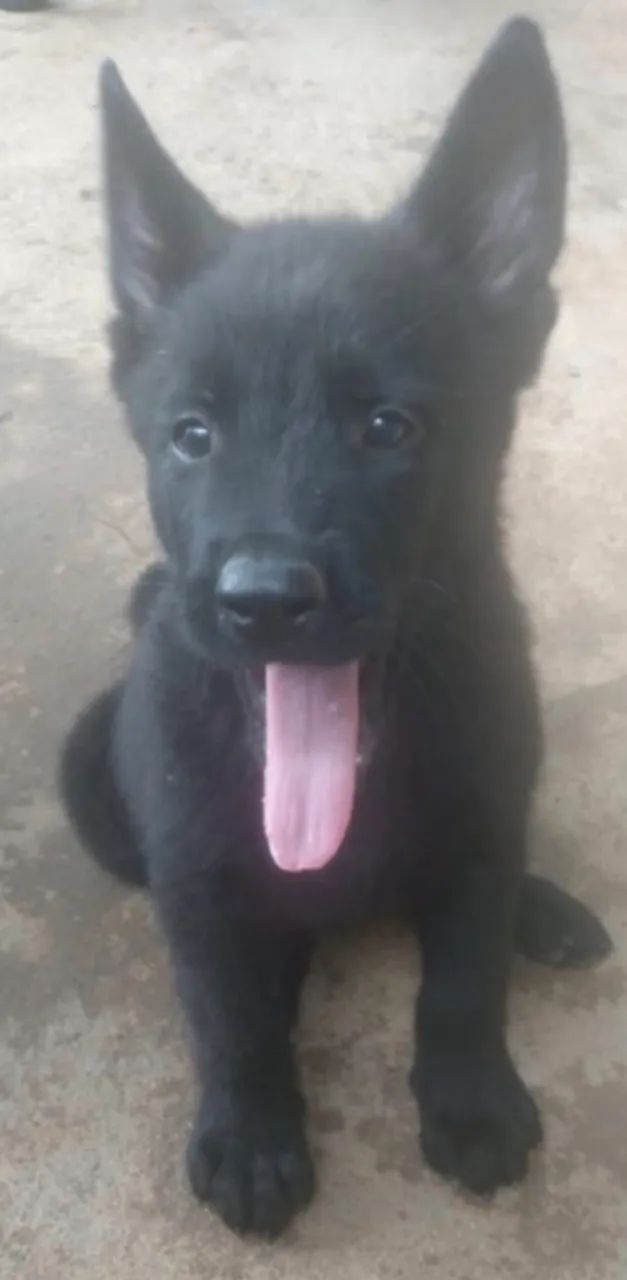 Pastor Belga e Malinoar - Foto 2