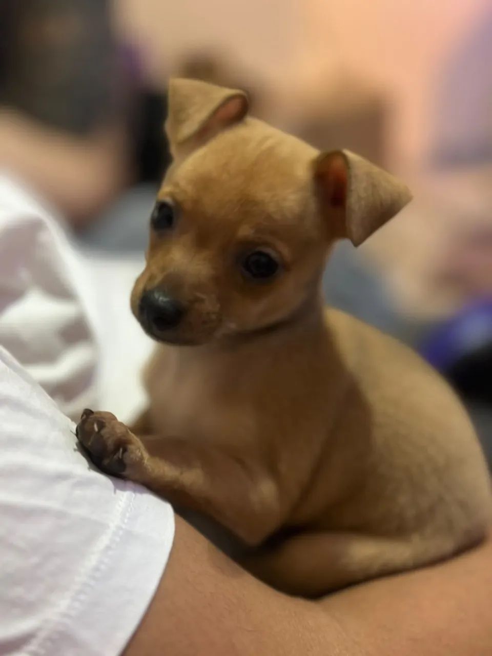 Pinscher 0 - Foto 2