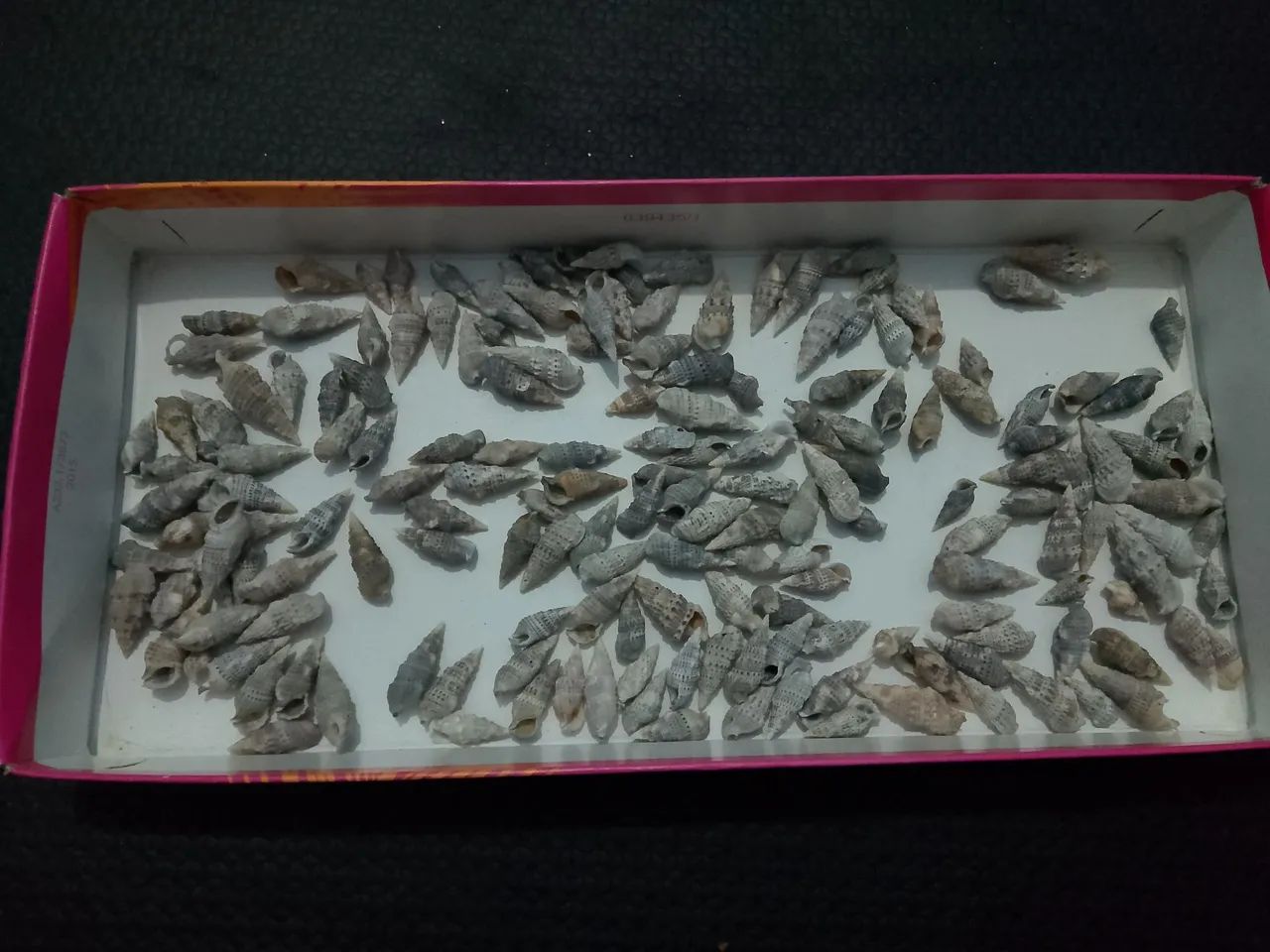 Conchas de caramujo marinho lot - Foto 3