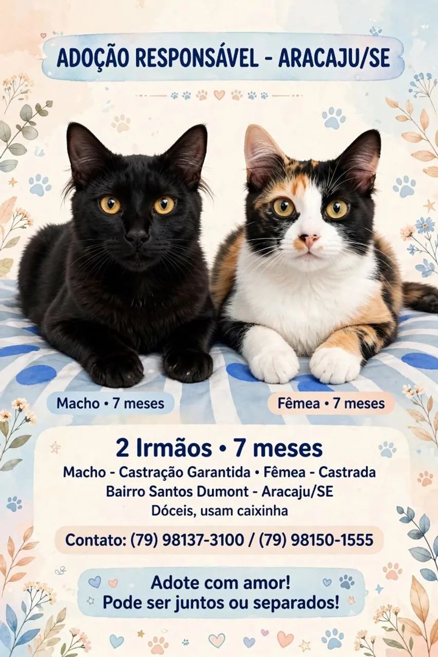 Felinos 