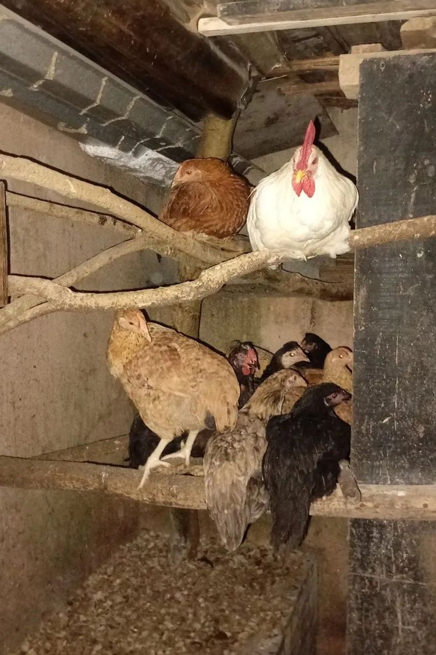 TORRANDO LOTE DE GALINHAS - Foto 2