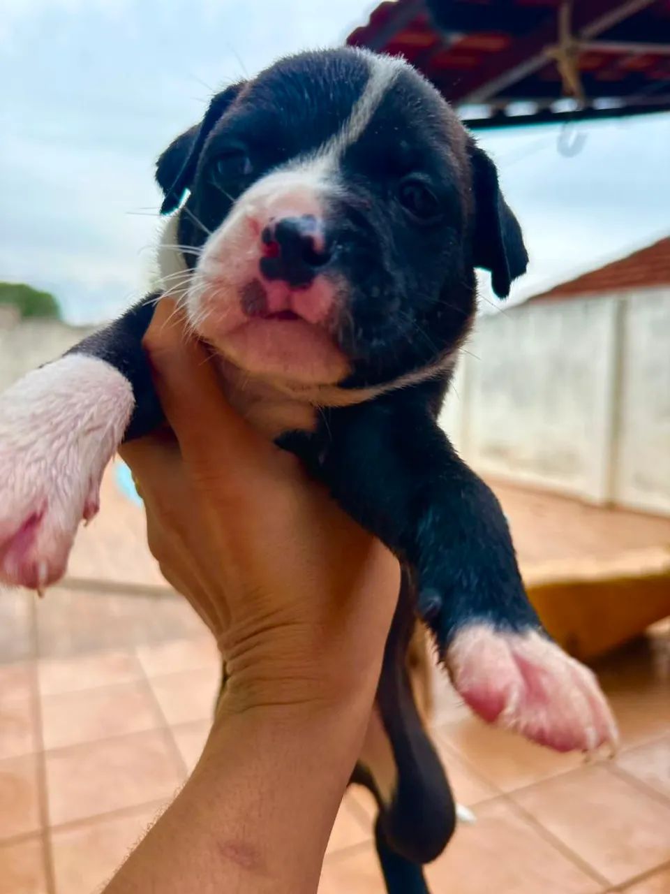 American Bully  - Foto 2
