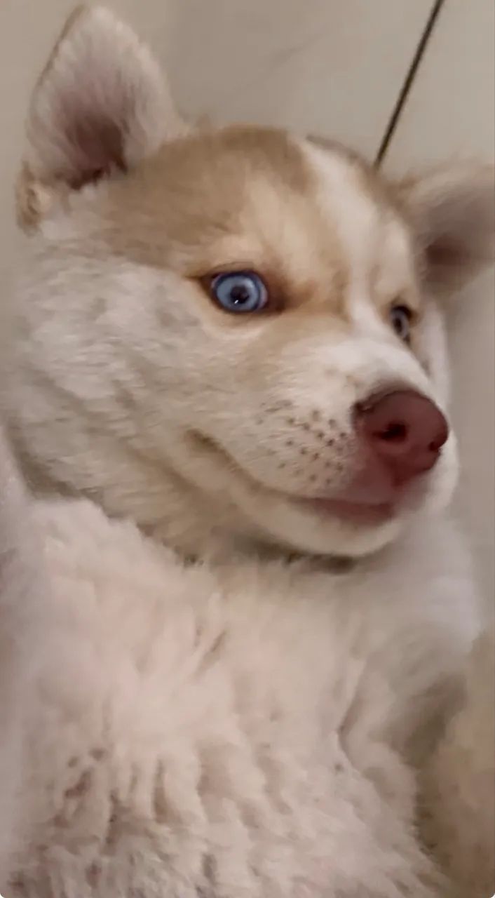 Filhote de Husky - Foto 4