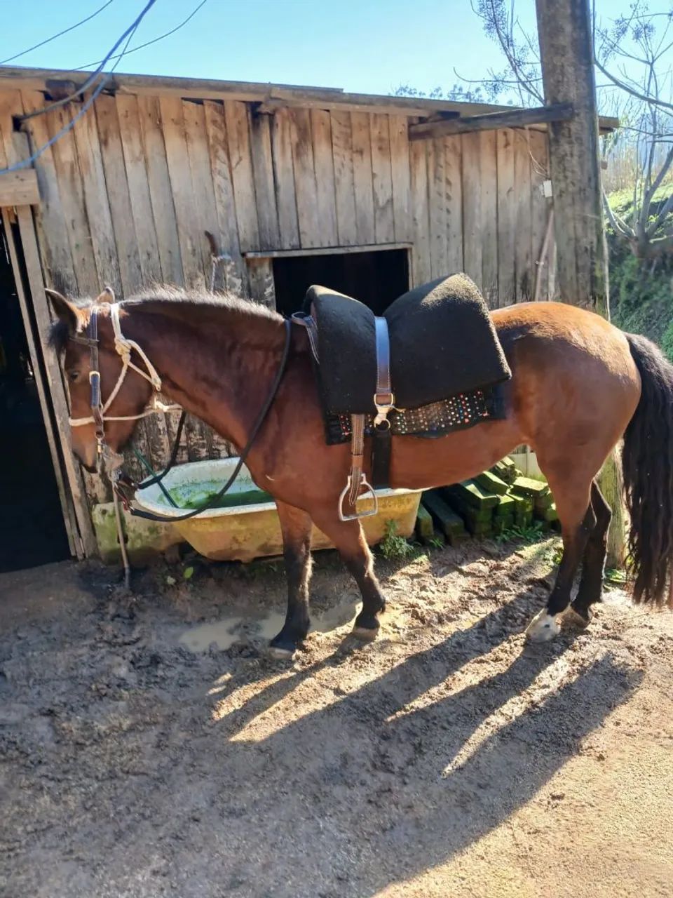Vendo égua mansa para iniciantes - Foto 4