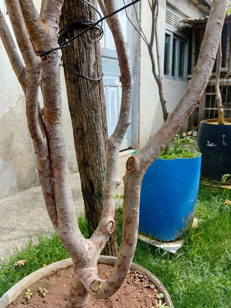 Jabuticaba sabara  - Foto 3
