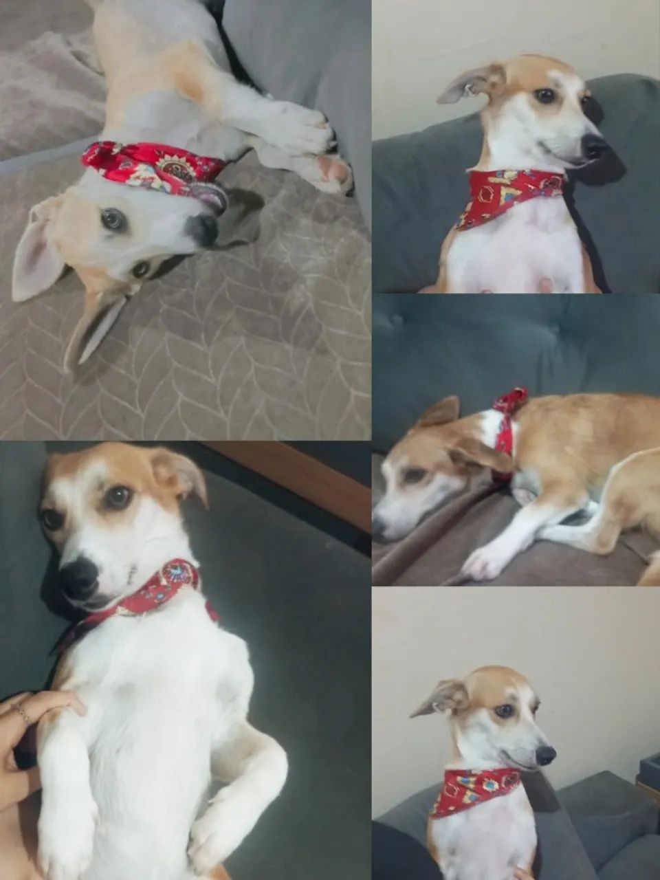Estou doando duas cachorrinhas