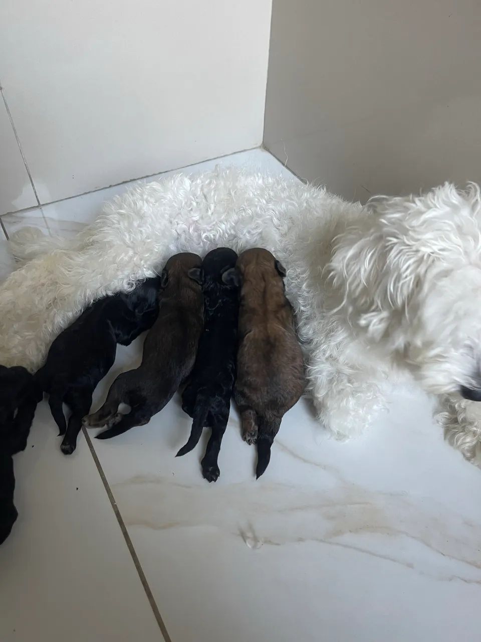 cachorros poodle - Foto 3