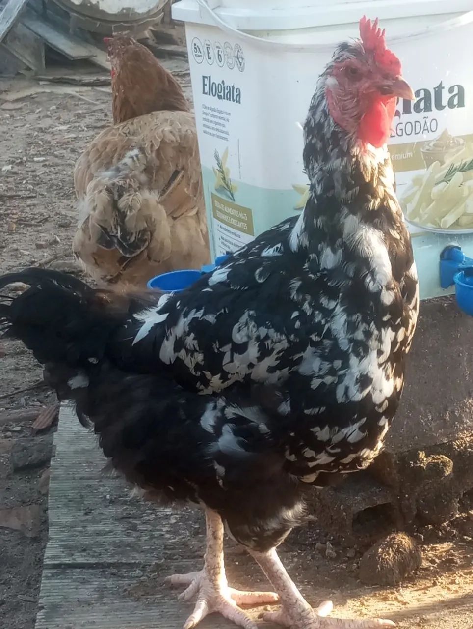 Galinhas Sertanejas Balão GSB de Boa Genética 100% Pura Leiam à descrição  - Foto 5