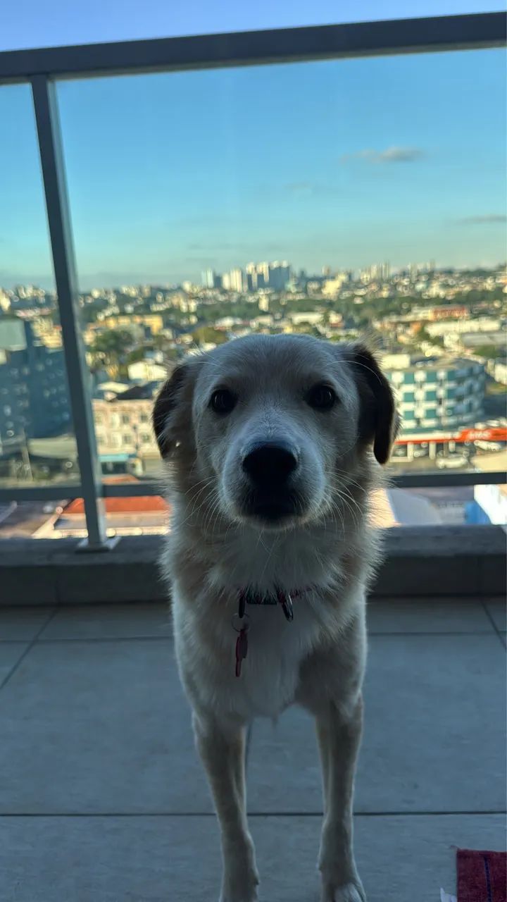 ADOÇÃO  - Foto 3