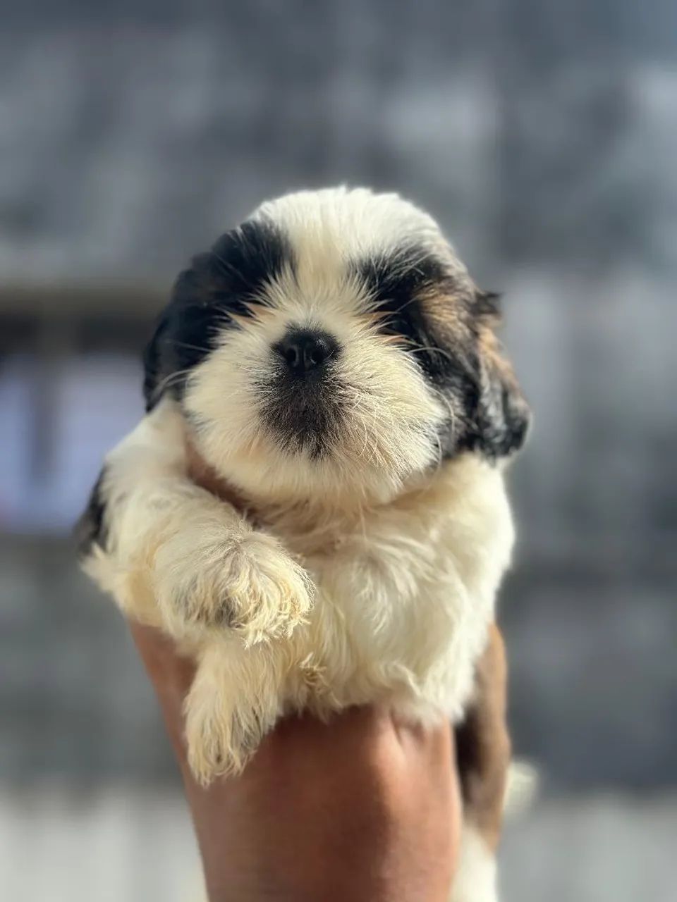 Shih Tzu - FILHOTES - Foto 2