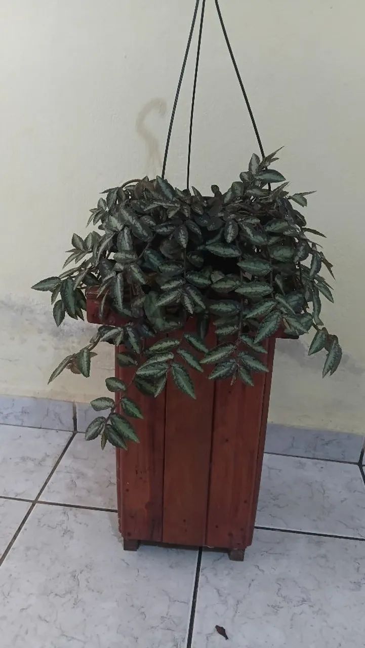 Plantas pendentes  - Foto 3