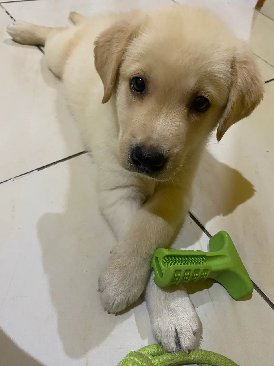 Vendo filhote de labrador